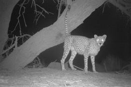 A Rare Glimpse at The Elusive Saharan Cheetah